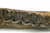 Fossil Rhino (Coelodonta) Right Mandible - Germany #295840-6